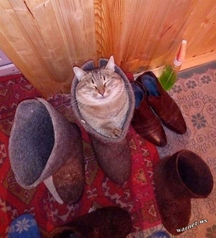 Эти коты поднимут Вам настроение) веселье,смех