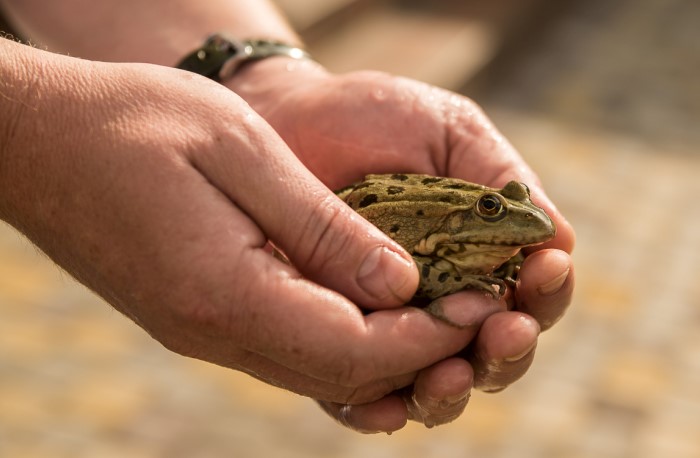 Этой страшилкой часто пугают детей, чтобы те не пытались поймать лягушку / Фото: laromakaro.livejournal.com