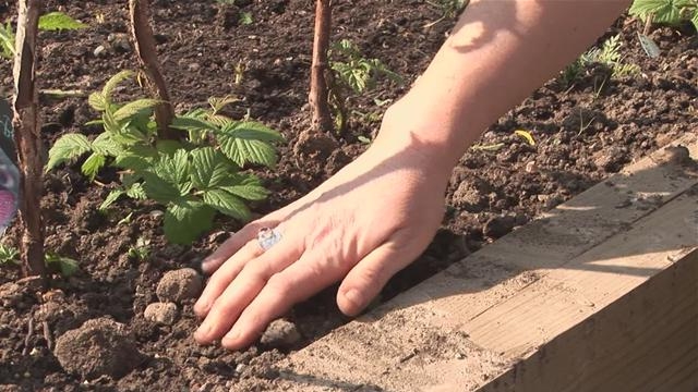Картинки по запросу посадка малины