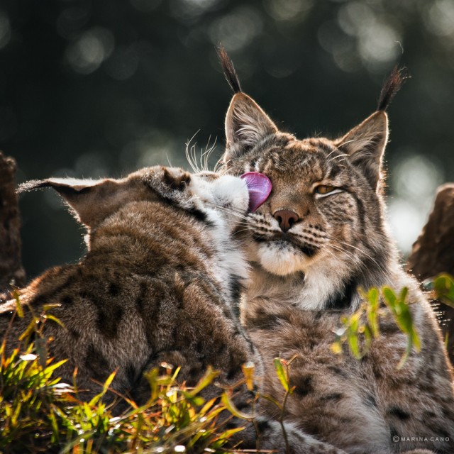 В мире животных: фотограф Марина Кано