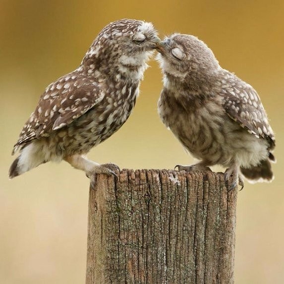 Написала письмо Деду Морозу. Отдала мужу. Жду веселые картинки