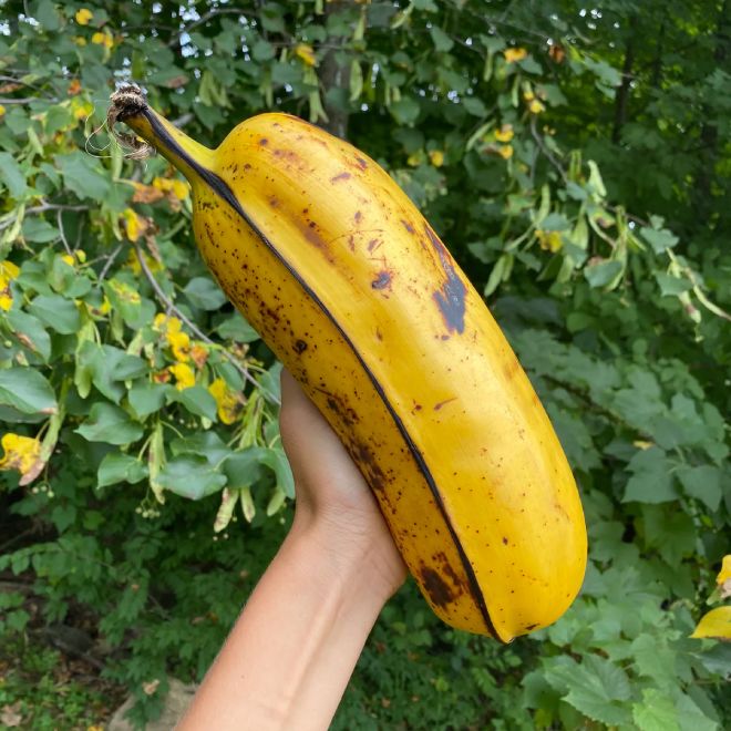 Фермер собирай урожай бананов и нашел дерево, плоды на котором выросли до размеров кабачка. Каждый из бананов с руку бананов, плантации, бананы, Фермер, момента, культурами, банановыми, традиционными, разница, урожая, первого, создании, Просто, рассаду, попали, случайно, растения, саженцы, культурыВероятно, незначительна Учитывая