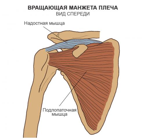 Кость вращение вокруг своей оси при поднятии плеча. Биомеханика плеча 05